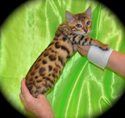 Tolle Bengalkatzen suchen ein schönes neues zu Hause!