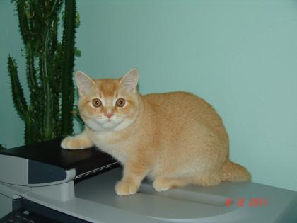 BKH-Rot -Kater