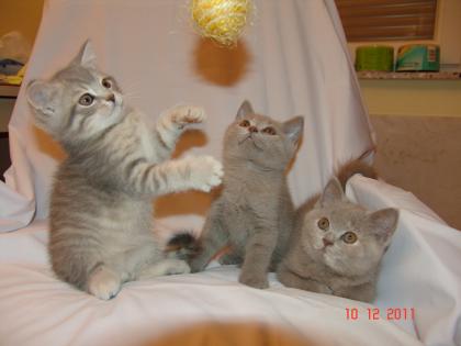 WUNDERHÜBSCHE BKH   KITTEN Lilac und Wiskas-Farbe