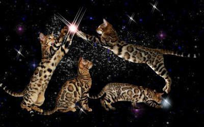 Bengal Kitten rosetted , außergewöhnlich verschmust 