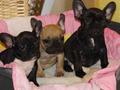 Wunderschöne Bullywelpen mit ICR Papiere sofort zum abgeben