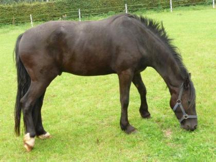 Lieber Welsh COB Wallach 
