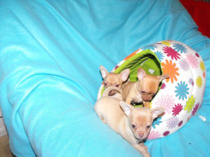 KLEINE SÜSSE CHIHUAHUA-WELPEN