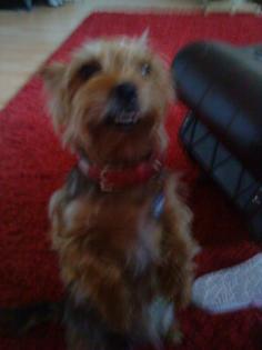 Alica sucht ein nettes Frauchen oder auch Herrchen...