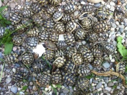 Griechische Landschildkröten 2021 Breitrandschildkröten 2021/2012