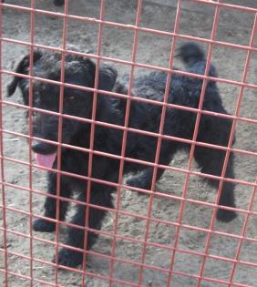 Surda braucht seine  Menschen 