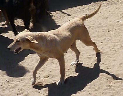 Kriszta sucht Zuhause