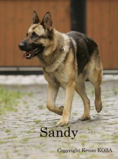 Ist Sandys letzter Platz wirklich das Tierheim? 
