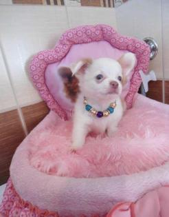  ! Chihuahua-Welpen in tollen Farben mit VDH/FCI Papieren !!MINI 