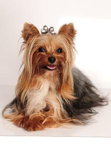 Yorkshire Terrier sucht eine nette Dame zum liebhaben