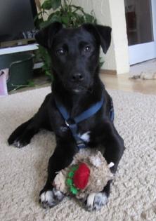 Tibeke sucht ein Zuhause