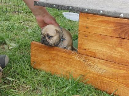 Französische Bulldoggen, Welpen, mit Ahnentafel 