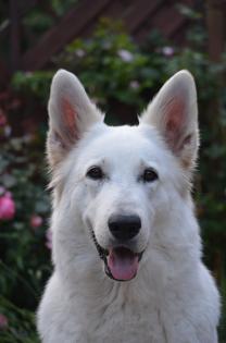 Weiße Schäferhunde Welpen mit Papiere