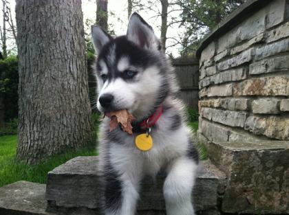 Siberian Husky Welpen mit blauen oder braunen Augen