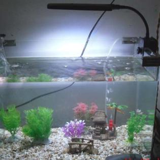  LED Clip Lampe Aquarium Mond Licht