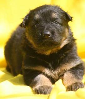 Altdeutsche Schäferhundwelpen