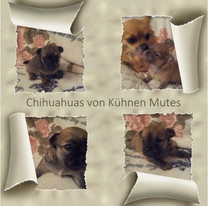 4 reinrassige super süße Chihuahua Welpen  VDH Zucht