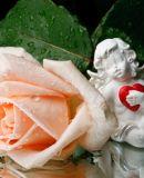 Engelsrose-Kartenlegen bei Dionara-Jetzt Gratisgespräch einlösen