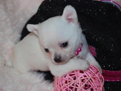 KOSTENLOS   Maltese-welpen suchen ein neues Zuhause.