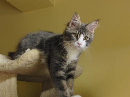 Van de Borg hat süße Maine Coon Babys mit dicken Pinseln abzugeben!