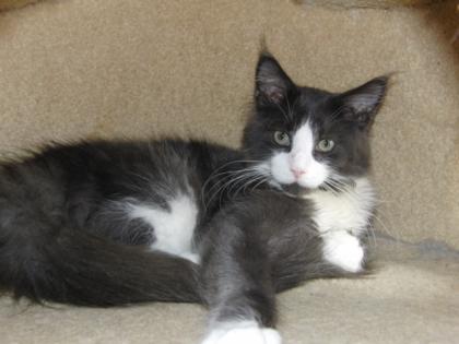 Tolle Maine Coon Babys abzugeben!