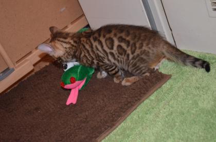 Der erste Keppbach -Bengal -Kitten -Wurf 2021