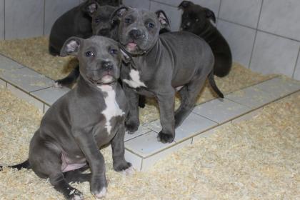 Pitbull Blue Line Welpen