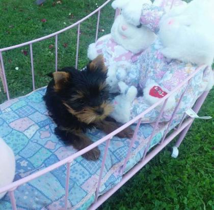Yorkie Welpe für Weihnachten zur Verfügung