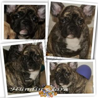 Französische Bulldoggen Hündin Clara mit Pap.