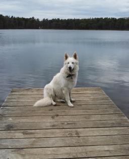 Weisser Schweizer Schäferhund    Deckrüde   KEIN VERKAUF!