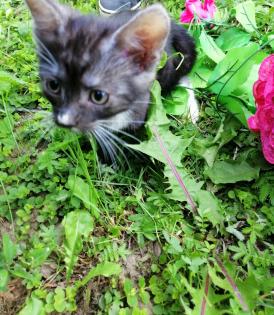 Kleine süße mini Maus sucht noch ein liebes zu Hause