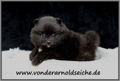 Tacup Pomeranianwelpen schwarz