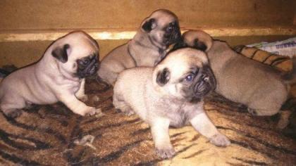 Mops - zu verkaufen Welpen mit Stammbaum FCI - beige und schwarz