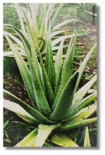 Aloe Vera Produkte