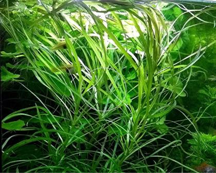 Amerikanischer Wasserstern, RARITÄT, Wasserpflanzen, Versand