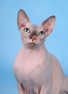 Reinrassige Canadian Sphnyx Katze