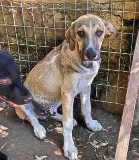 Murphy sucht ein passendes Zuhause