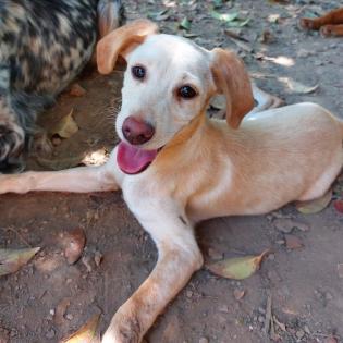 Stella - aktive und quirlige Maus