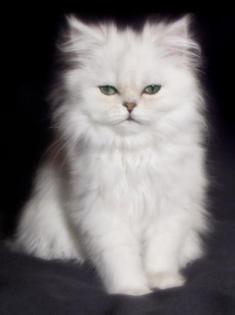 Chinchilla Perserjungtiere