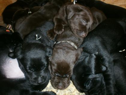 Labrador Welpen