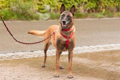 EMMA INDIANA - Malinois - 4 Jahre - Tierhilfe-Franken e.V.