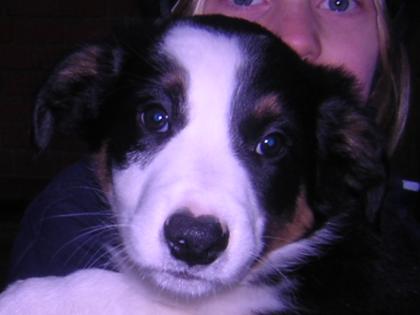 Border Collie Welpen zu verkaufen