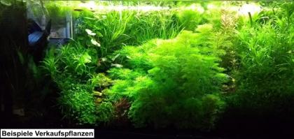 Quellmoos, Wasserpflanzen (Versand/ Abholung)