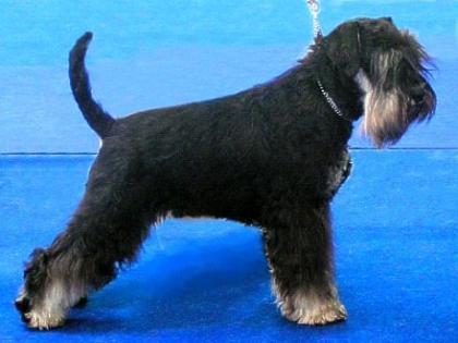 Zwergschnauzer schwarz-silber Welpen