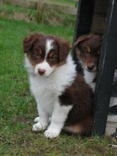 Australian Shepherd Welpen