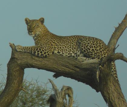 Safari: Nairobi – Meru NP - Samburu – Lake Nakuru NP – Maasai Mara - Nairobi