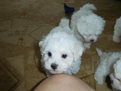 Bologneser mit Stammbaum