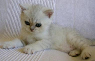 BKH in silver-shaded