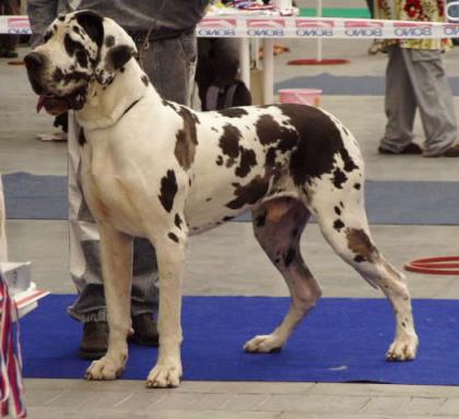 Deutsche dogge welpen