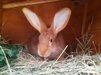 Burgunder rammler zum deckeln frei